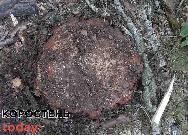 Біля одного з сіл Коростенського району поліцейські виявили чоловіків, які рубали дерева: молодикам загрожує обмеження або позбавлення волі