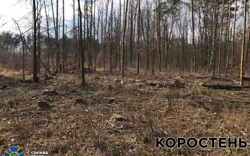 На Житомирщині СБУ викрила контрабанду деревини на понад 4 млн грн. Серед організаторів схеми – підприємець з Коростеня