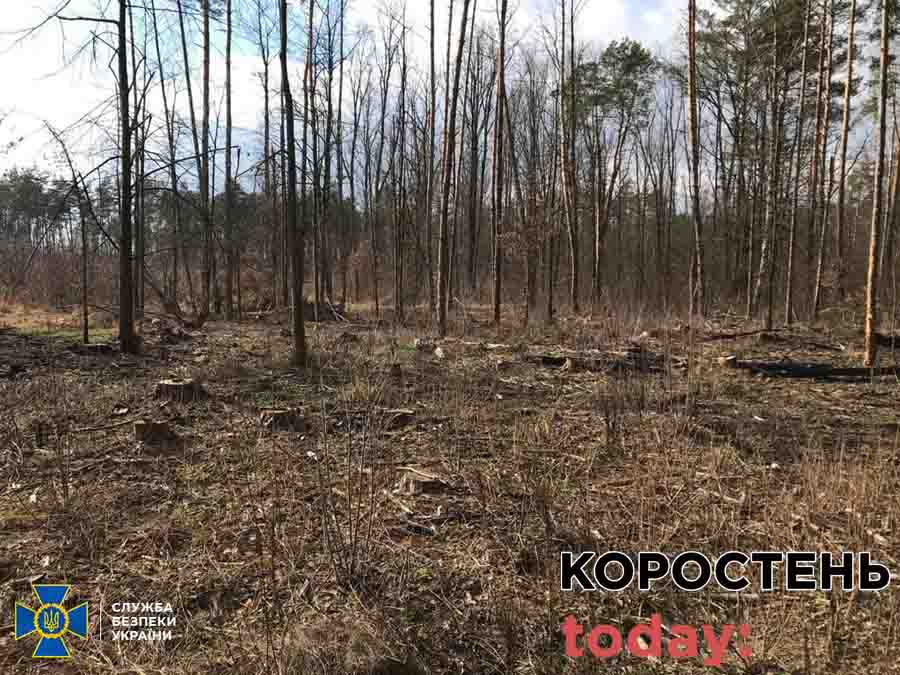 На Житомирщині СБУ викрила контрабанду деревини на понад 4 млн грн. Серед організаторів схеми – підприємець з Коростеня