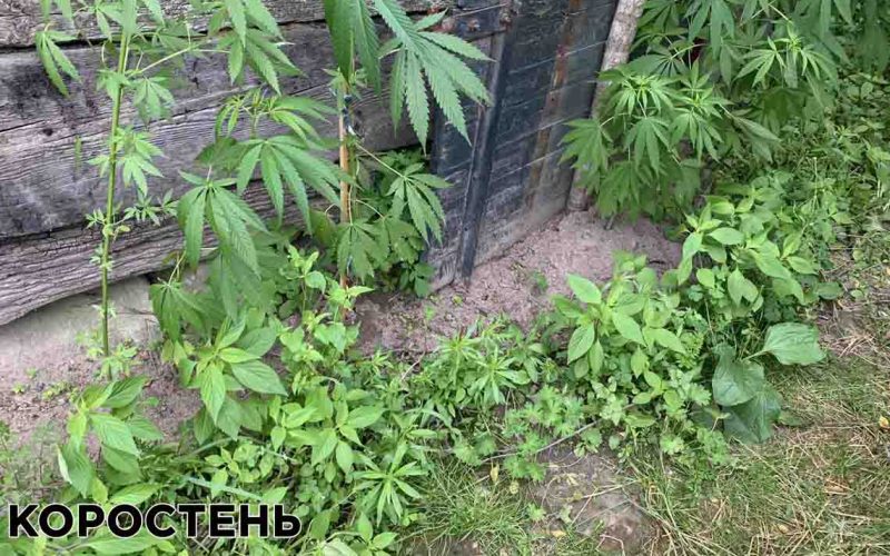На Коростенщині поліцейські виявили незаконні посіви нарковмісних рослин