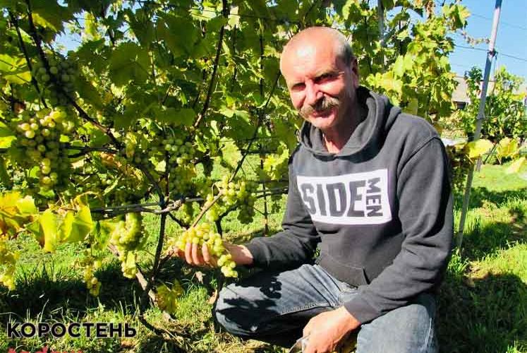 Подружжя з Коростеня на 10 сотках вирощує маракую, виноград, лохину та малину ?ФОТО