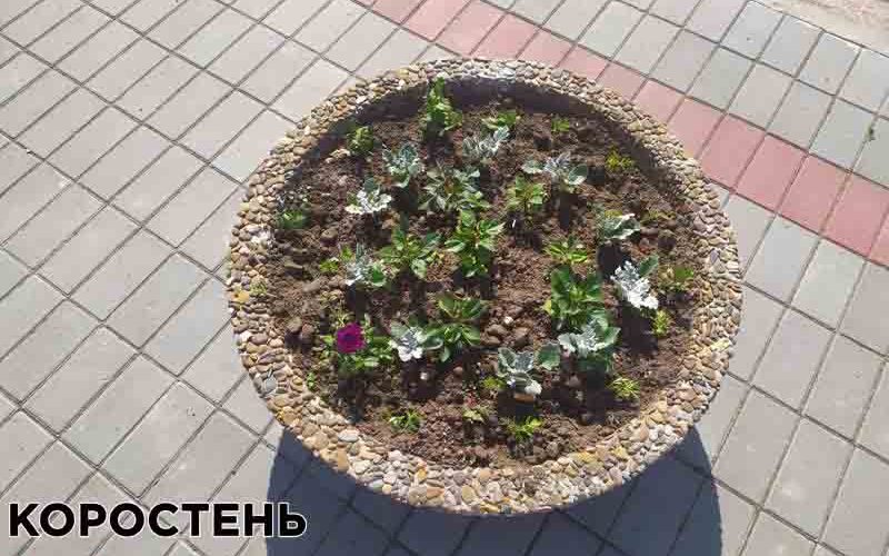 У центрі Коростеня невідомі викрали більше сотні квітів