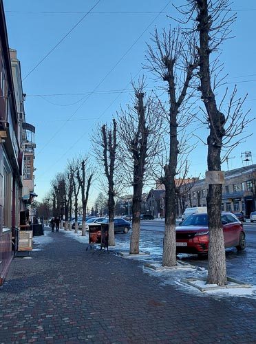 Як в Коростені комунальники “познущались” з дерев ?ФОТОрепортаж