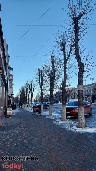 Як в Коростені комунальники “познущались” з дерев ?ФОТОрепортаж
