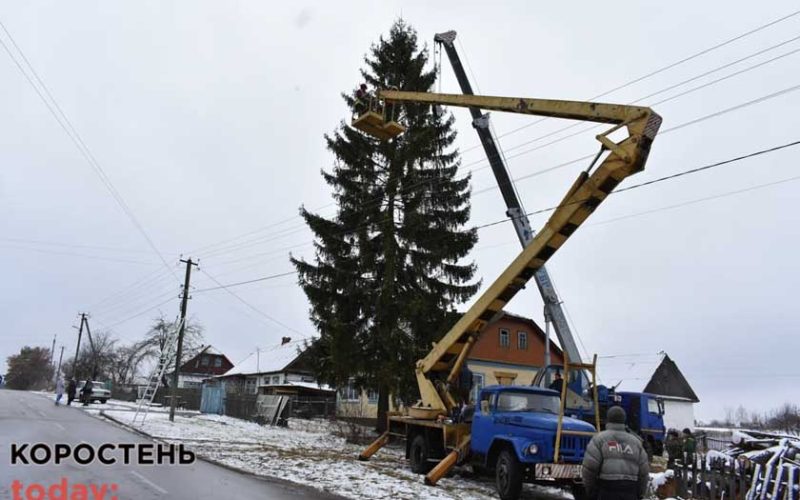 Комунальники Коростеня поїхали до села Ковбащина зрізати 18-метрову ялинку до новорічних свят ?ФОТО
