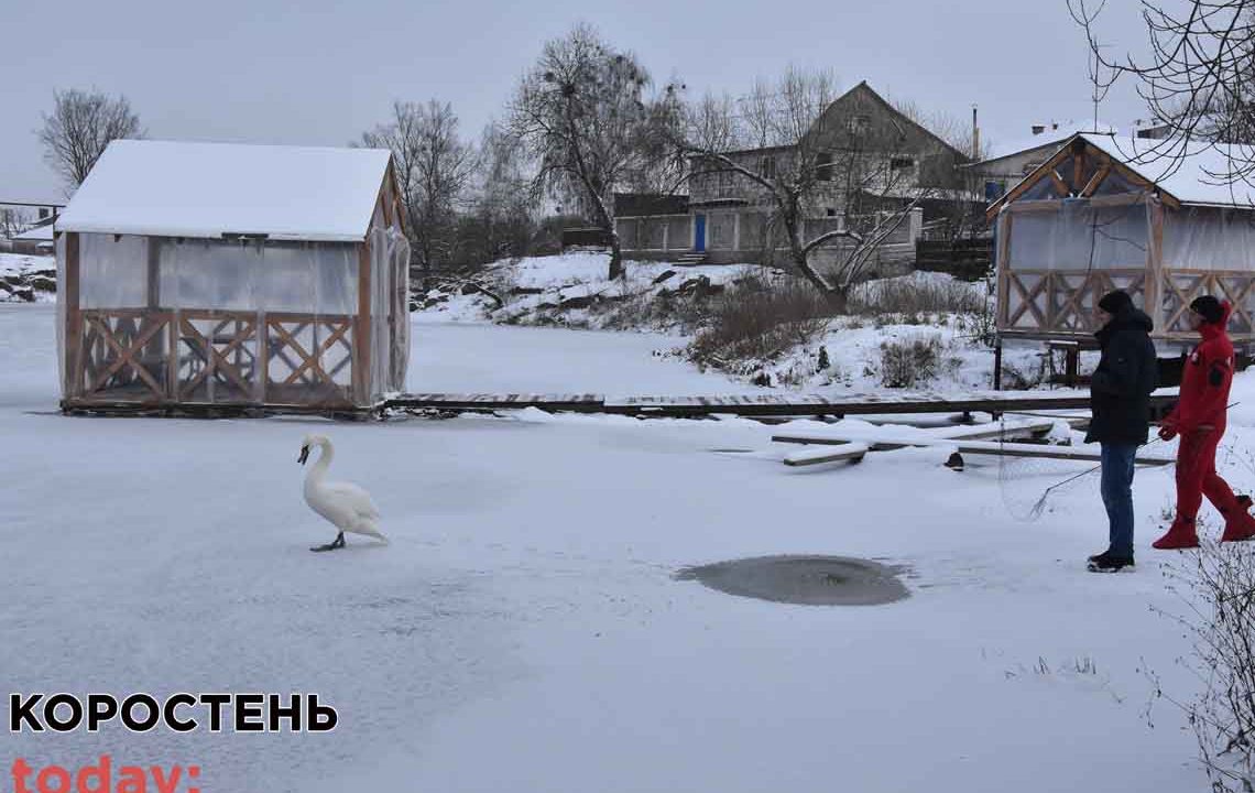 У Коростені рятувальники намагалися спіймати лебедя, що сидів на річці, але він полетів (ФОТО)