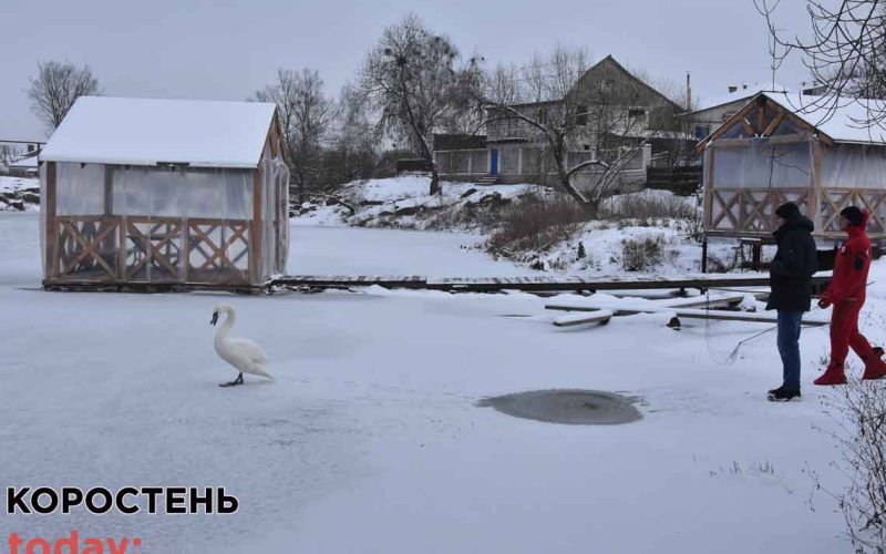 У Коростені рятувальники намагалися спіймати лебедя, що сидів на річці, але він полетів (ФОТО)