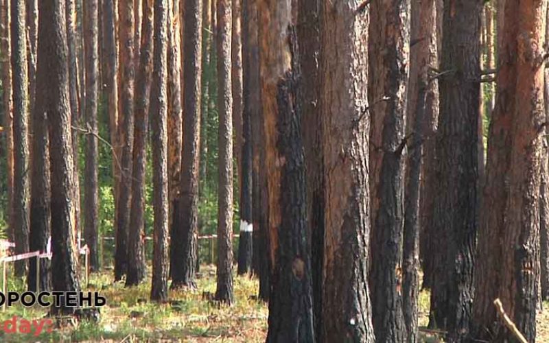 Лісівники Овручини відновлюють насадження, пошкоджені лісовими пожежами ▶️ВІДЕО