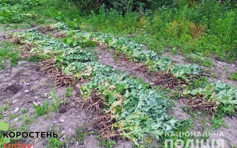 Поліцейські в селі Коростенського району на присадибній ділянці 55-річної жінки “пропололи” мак