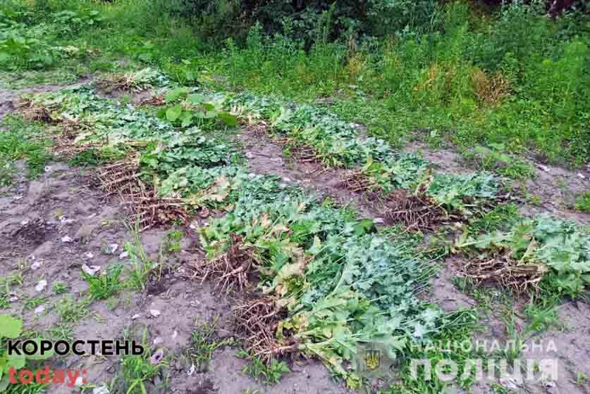 Поліцейські в селі Коростенського району на присадибній ділянці 55-річної жінки “пропололи” мак