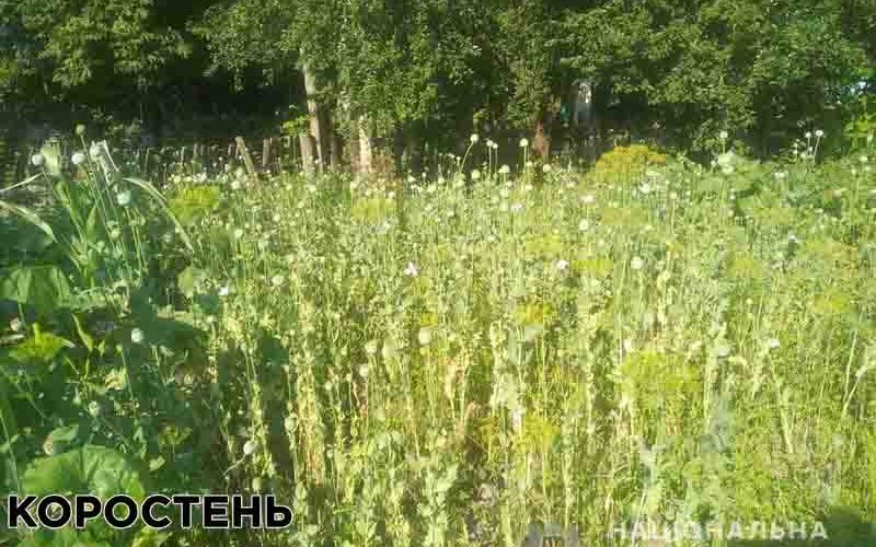 У двох жителів Олевського району поліцейські виявили посіви маку: розпочато кримінальне провадження
