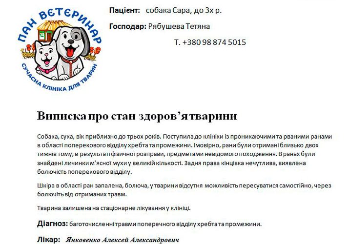 Зоозахисниця з Малина розповіла, як перевозили зґвалтовану собаку до Києва та як з неї вилазили личинки