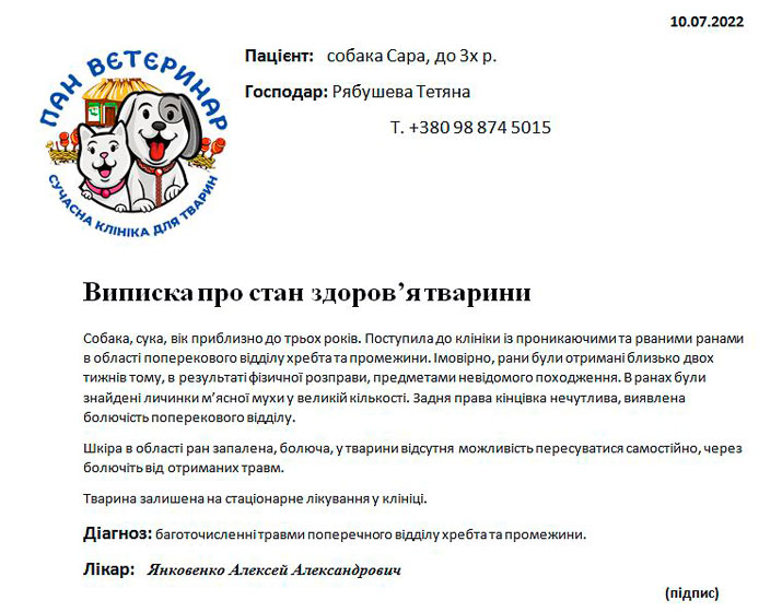 Зоозахисниця з Малина розповіла, як перевозили зґвалтовану собаку до Києва та як з неї вилазили личинки