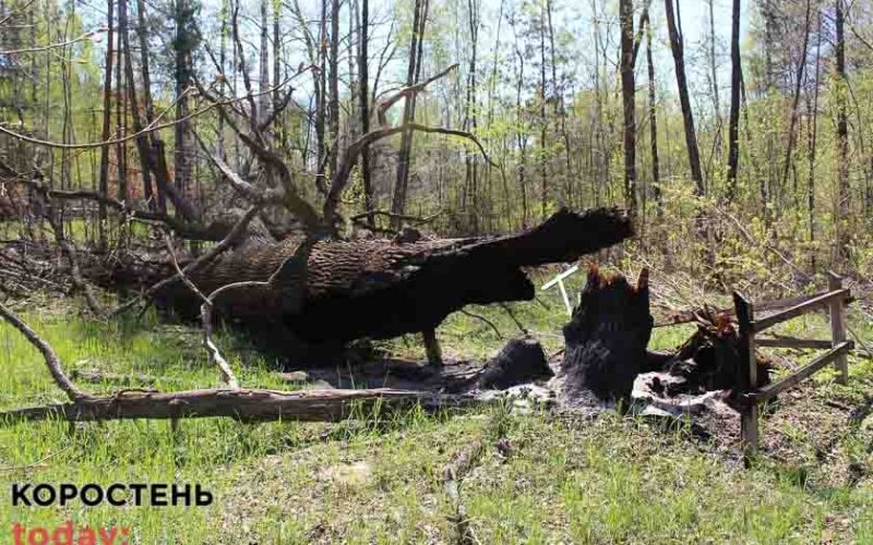 У заповіднику на території Коростенського району російські окупанти спалили 600-річний дуб (ФОТО)