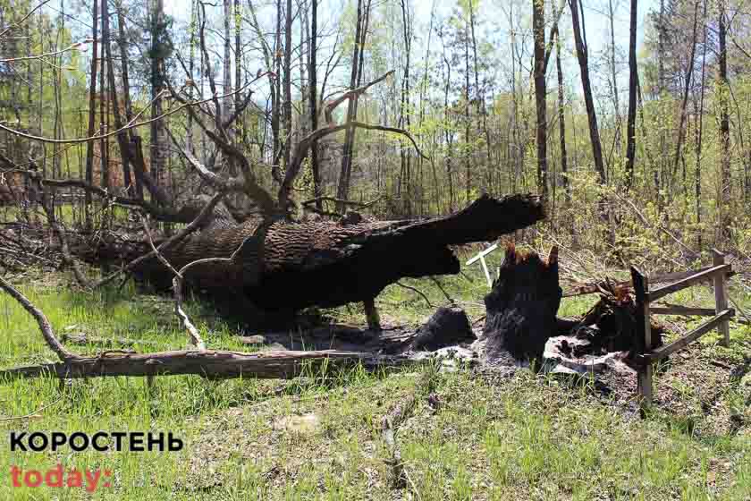 У заповіднику на території Коростенського району російські окупанти спалили 600-річний дуб (ФОТО)