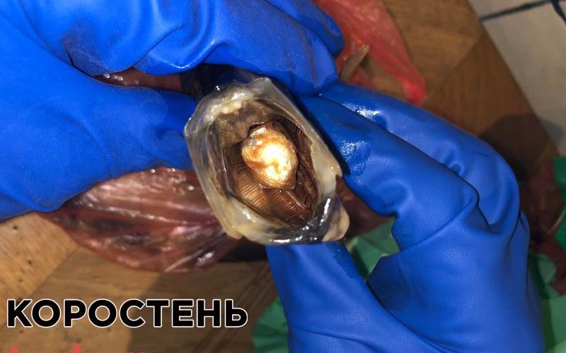 У Коростенську колонію намагалися передати наркотики в оселедці (ФОТО)