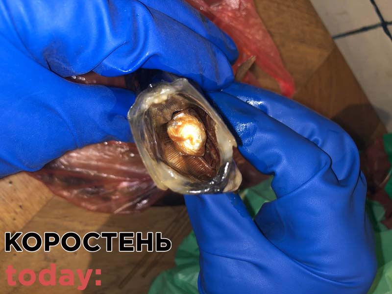 У Коростенську колонію намагалися передати наркотики в оселедці (ФОТО)
