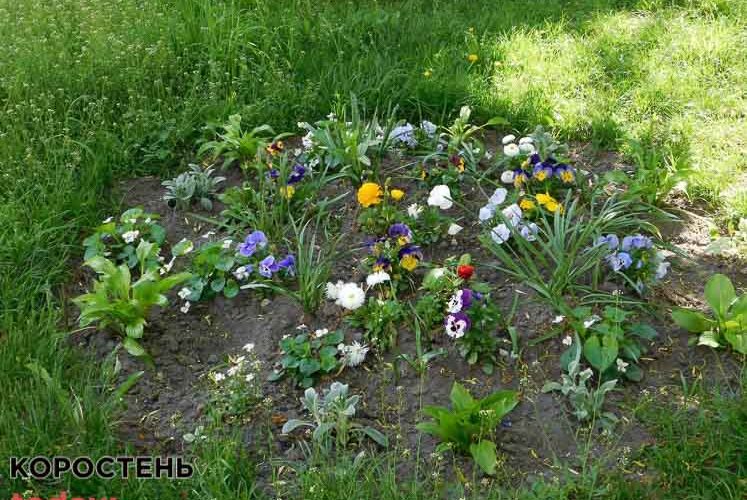 В Овручі облаштували патріотичні квітники (ФОТОрепортаж)