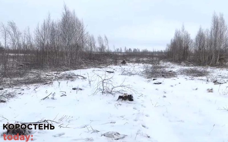 Прокуратура відкрила ще одне кримінальне провадження через вирубку дерев в Коростенському районі