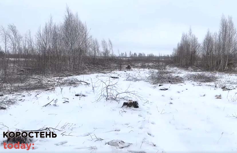 Прокуратура відкрила ще одне кримінальне провадження через вирубку дерев в Коростенському районі