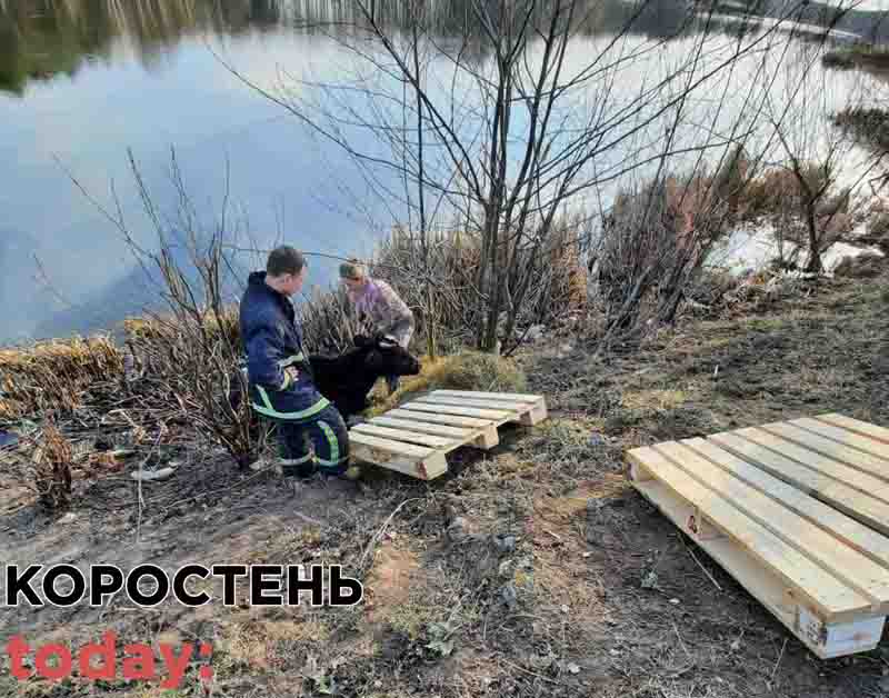 На Коростенщині рятувальники вивільнили корову, яка ледь не втопилася в річці