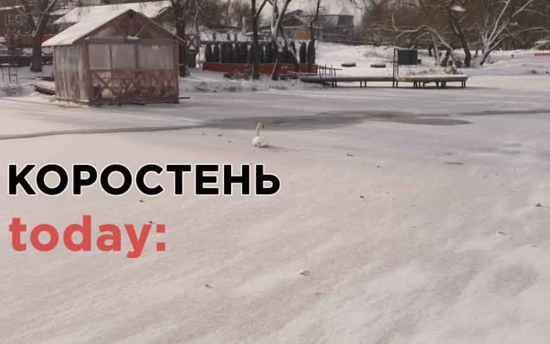 У Коростені на річці замерзає лебідь: рятувальники порадили звернутися до міськради (ФОТО)