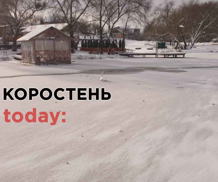 У Коростені на річці замерзає лебідь: рятувальники порадили звернутися до міськради (ФОТО)