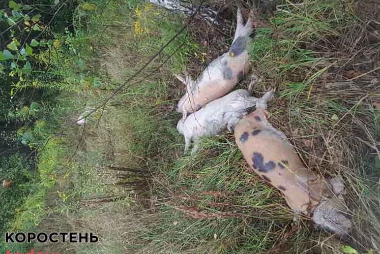 На території Овруцької громади селяни виявили мертвих поросят: спеціалісти зразки не взяли, але тварин захоронили