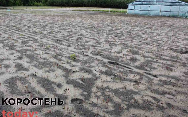 В Коростенському лісгоспі цієї весни висіяли понад 5 тонн лісового насіння ?ФОТО