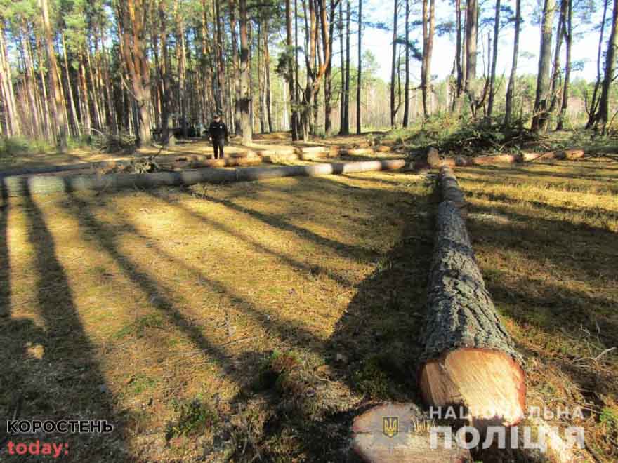 У лісі на території Овруцької громади правоохоронці затримали нелегального лісоруба ?ФОТО