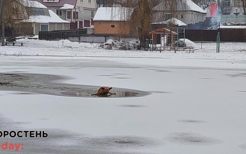 У Коростені водолази витягнули з крижаної річки двох собак ?ФОТО
