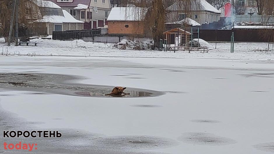 У Коростені водолази витягнули з крижаної річки двох собак ?ФОТО