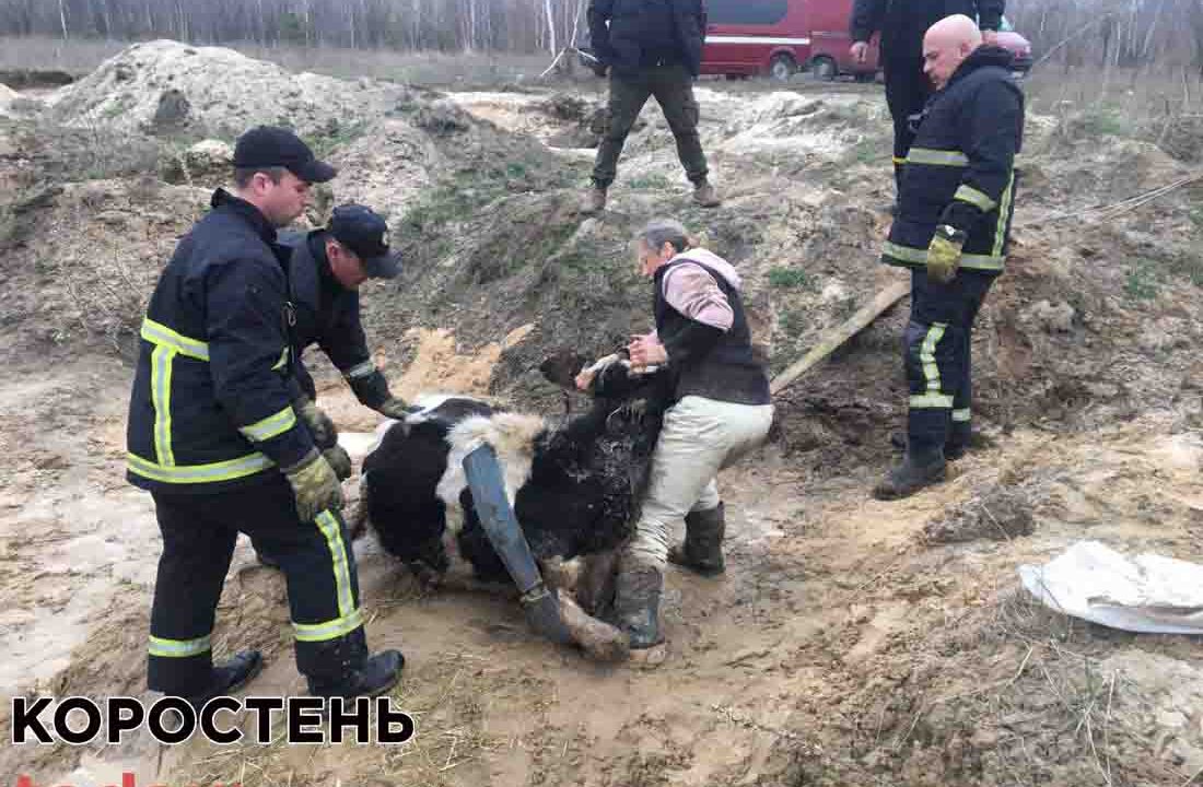 Поблизу Коростеня рятувальники витягнули з ями корову, яка просиділа там більше доби ▶️ВІДЕО