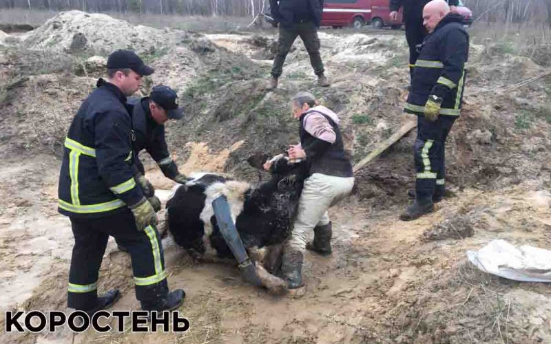 Поблизу Коростеня рятувальники витягнули з ями корову, яка просиділа там більше доби ▶️ВІДЕО